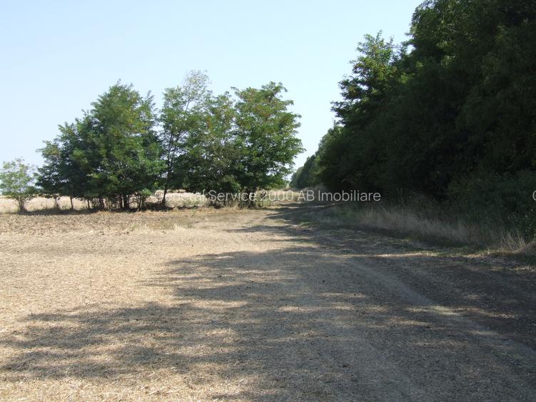 Teren Clinceni-Ordoreanu padure - 6