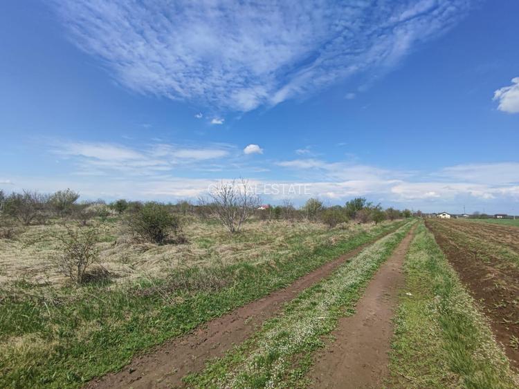 SUPER OFERTA - Teren intravilan Peris - 19240 mp lotizat - 4