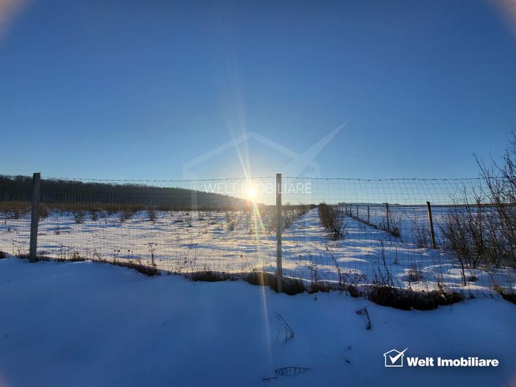 Teren nucifer cu plantatie de aluni, sat Frata, jud. Cluj - 9