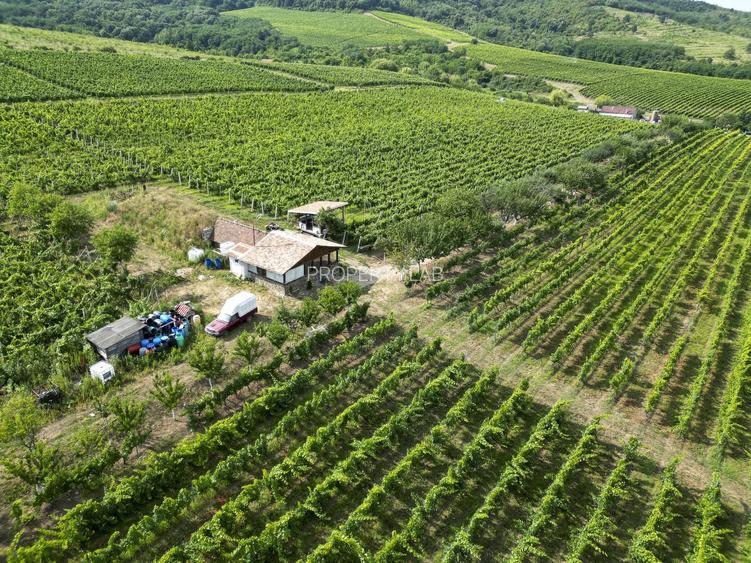 Vie Tradițională „Halta Lupilor” - 49