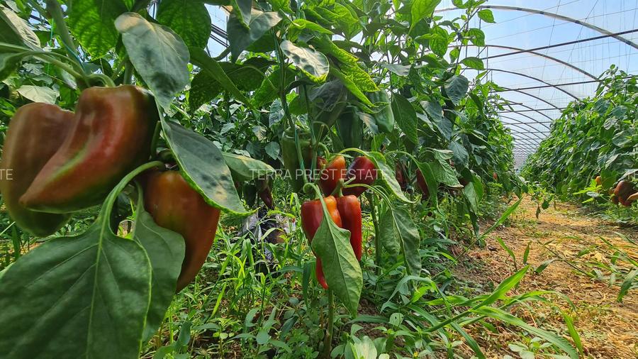 Afacere la cheie! Incasari din prima zi!!! - 4