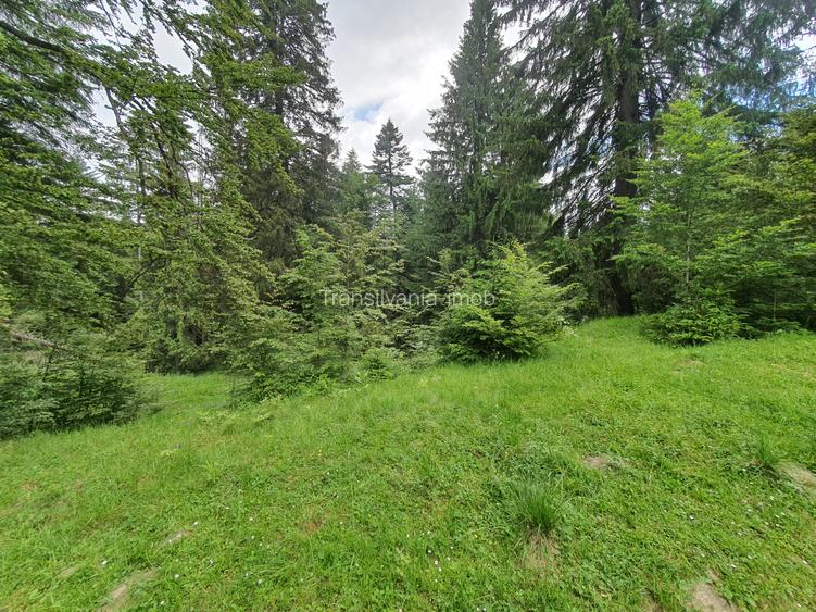 Teren rezidential Predeal , Valea Rasnoavei -  zona de case - 4