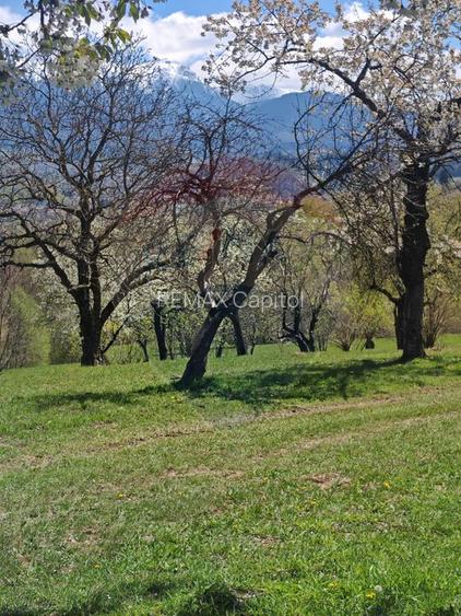 Teren 9735 mp Bran- Predelut / Strada Pe Tarina nr. 70A - 4
