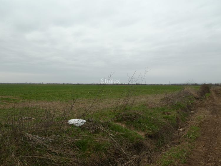 Teren 10.000 mp Butimanu in spatele caselor - 2