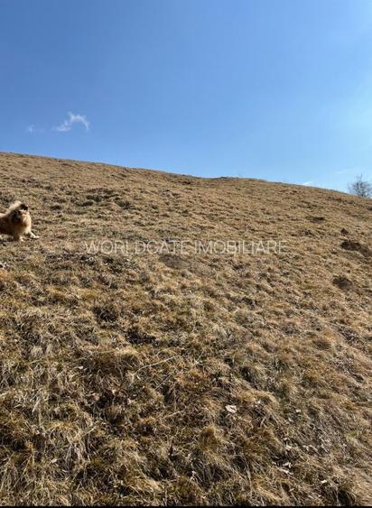 Vanzare Teren cu Punct de Belvedere in Moieciu zona Magura-Pestera - 9