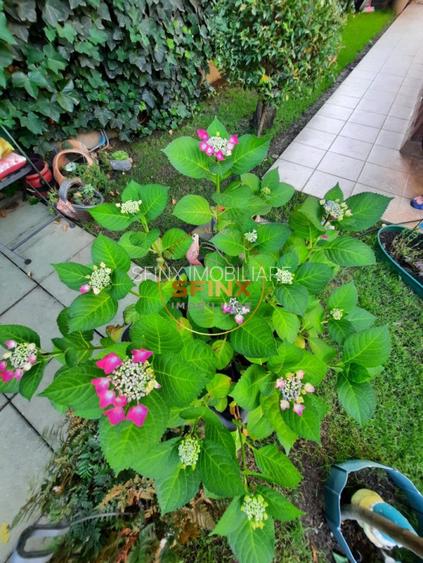 Parc Marin Preda, sector 1, vanzare vila individuala, mobilata, gradina, parcare - 38