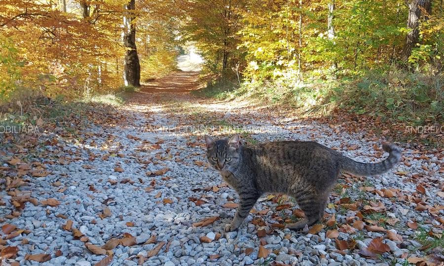 Vanzare 1266 mp teren superb Cheile Rasnoavei la munte langa padure si pensiuni - 2