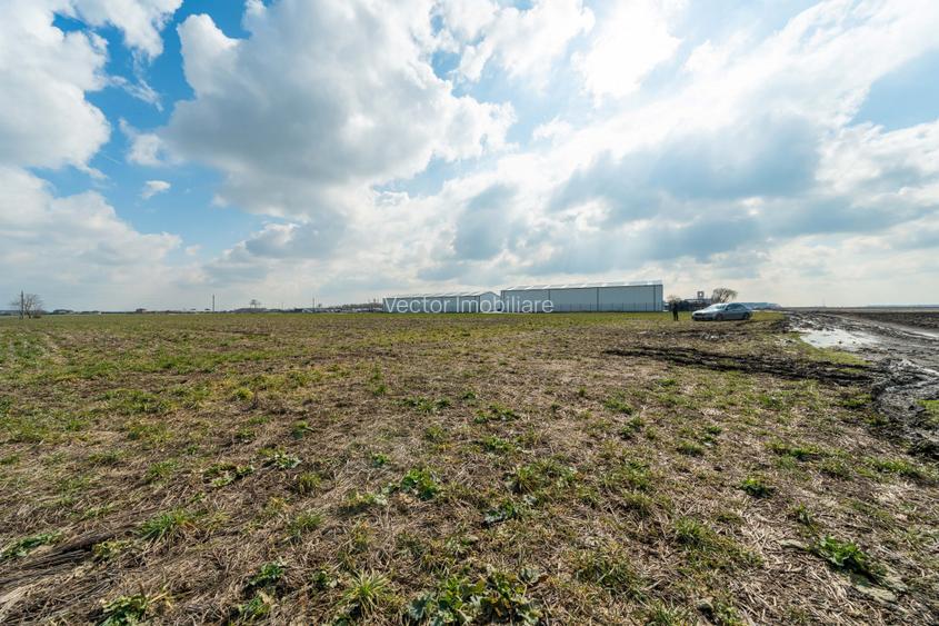 Teren intravilan Belciugatele*300 m de DN*Linie de tensiune medie*Plata in rate - 7