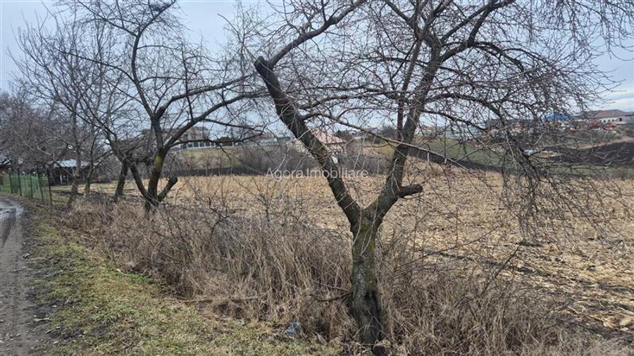 Teren Moara Nica - zona Scolii - 3