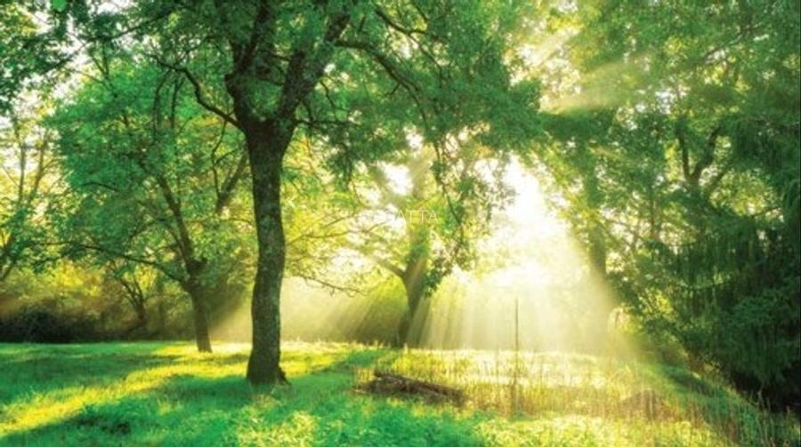 Vila smart exclusivista de vanzare zona Scoala Americana - Padurea Baneasa - 20