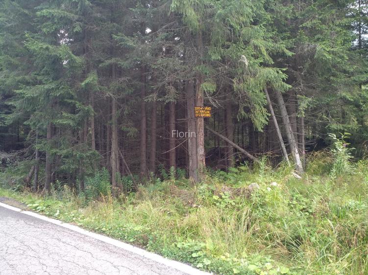 vând teren 3000 mp intravilan Lac Vidra, Voineasa, Valcea 3 km de partia de ski  - 4