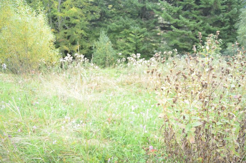 Teren intravilan situat in Busteni-Valea Alba - 9