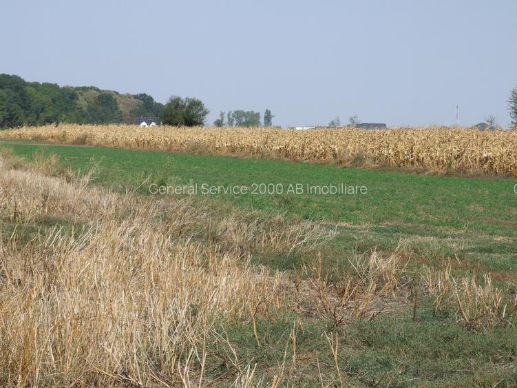 Teren Clinceni-Ordoreanu padure - 4