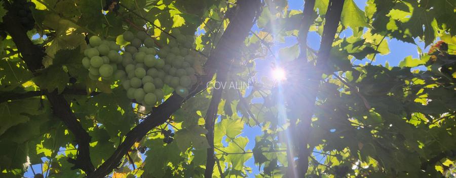 Casa S+P+pod, situata in Str. Vanatori nr.66 in Rasnov, 4 camere, teren 500 mp - 3