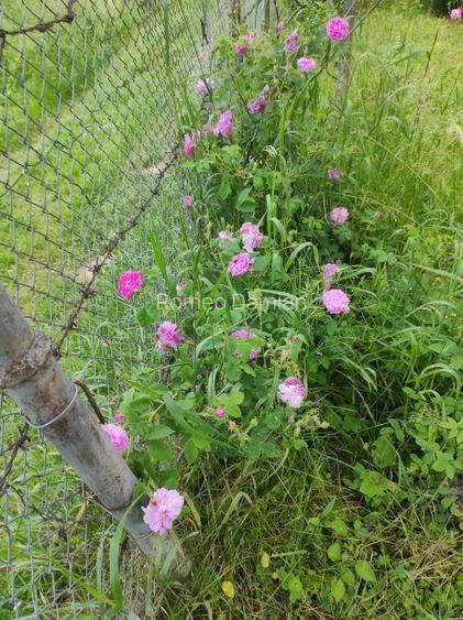 Teren cu cabana de vanzare - 2