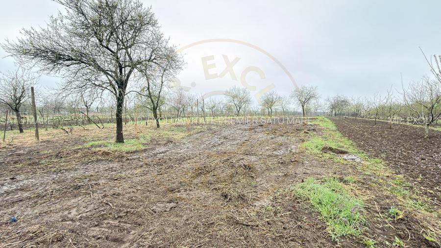 De vânzare 2 Case de vinificație cu Teren 4108 mp - Grădina Viilor - Carei - 10