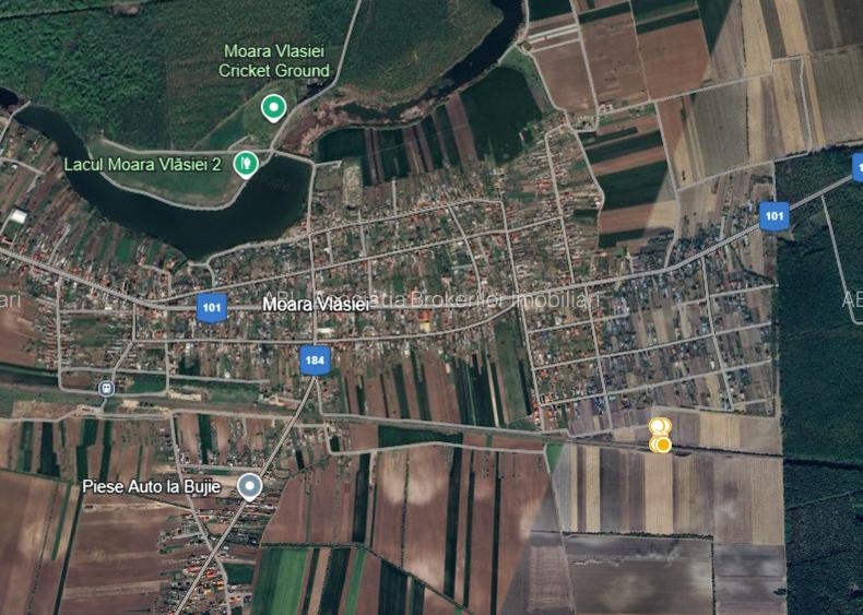 De vanzare | Teren 1500 mp | Moara Vlasiei - 4