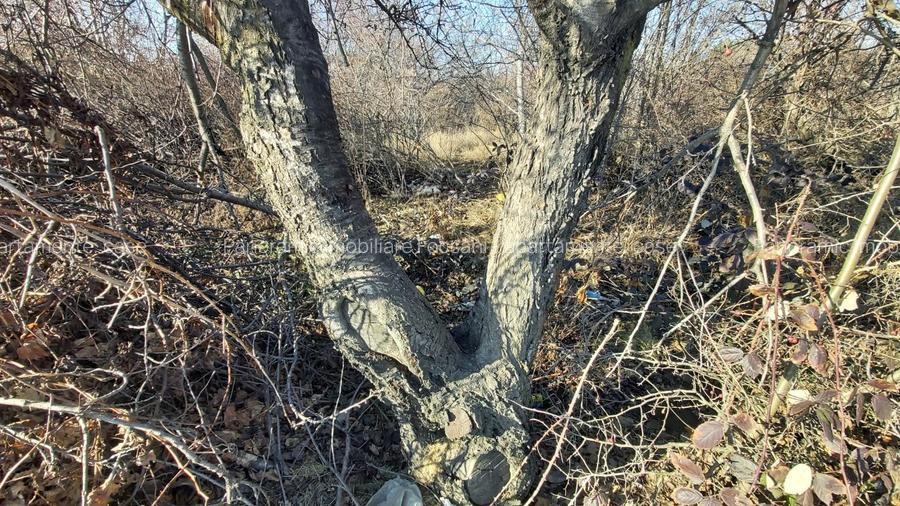 Teren 1500 mp teren Focsani-45 euro/mp - 24