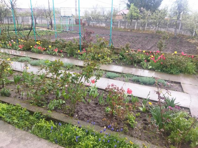 Casă Scrioaștea Cucueți lângă Roșiorii de Vede 200 mp teren 3000 mp  - 13