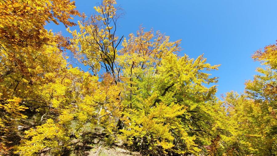 Teren intravilan 1.271 mp – Izvoarele, jud. Alba - 10