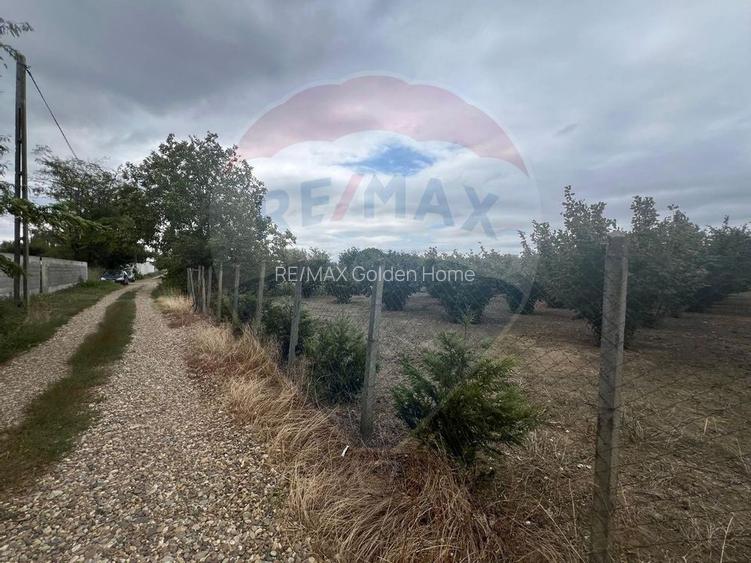 Teren 1300mp Campineanca / Intrare din Strada Hotarului - 3
