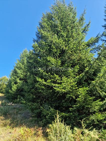 Vindem teren forestier 44165 mp Doabra - Bucovina - 8