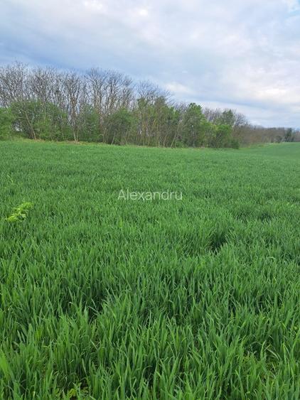 Teren intravilan Frumusani - 3