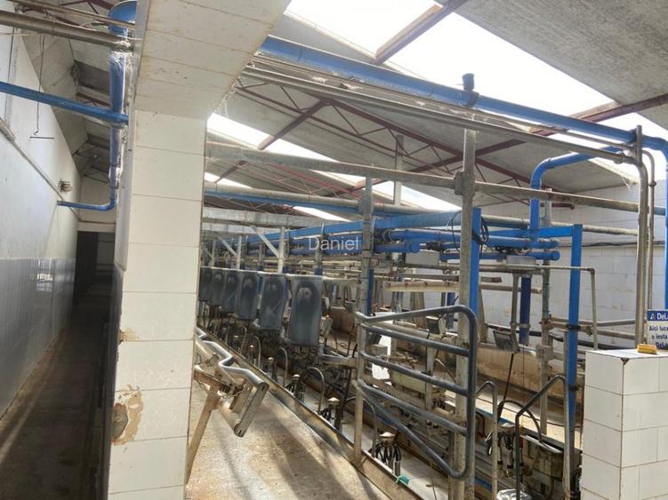 Vand ferma bovine situata in judetul Buzau - 5