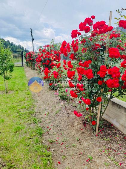  2 CASE de VANZARE in comuna GRINȚIEȘ – judetul NEAMȚ  - 11