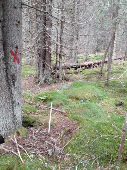 Teren Moroieni-Padina - 5