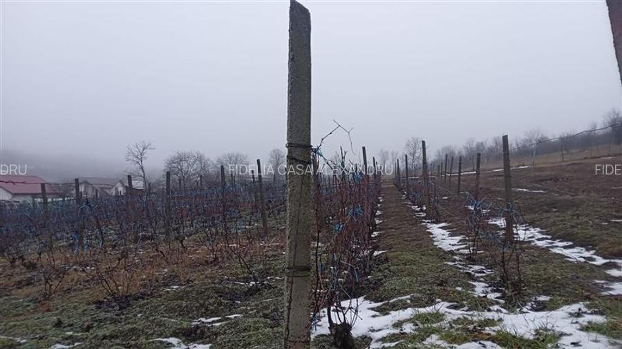 Terenuri de vanzare Iasi, Rediu - 2