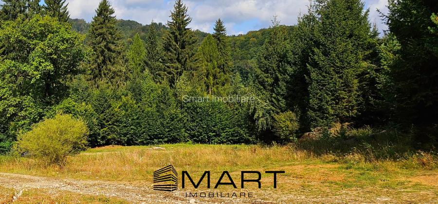 Teren 550 mp Dambul Morii - 2