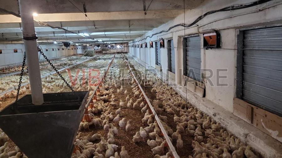 Ferma avicola functionala, judetul Bihor - 2