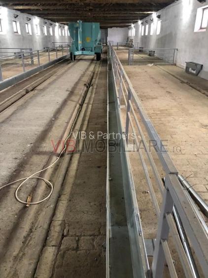 Ferma complet utilată – 30 ha teren comasat cu 11.500mp grajduri renovate Timiș - 12
