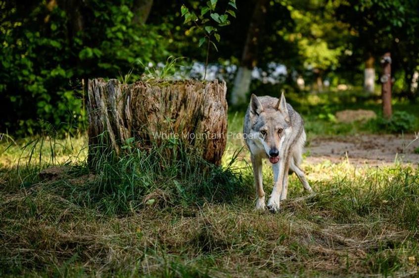 Complex turistic 18 camere, piscina si iaz, de vanzare, Rasnov - Glajarie, jud B - 15