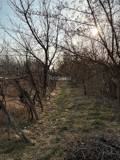 Casa  Batraneasca 100 MP + teren intravilan 400 MP , 4500 MP extravilan - 6