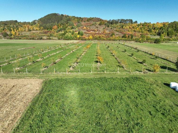 RECO, Teren cu livada de nuci, Zona Auseu, Bihor - 8