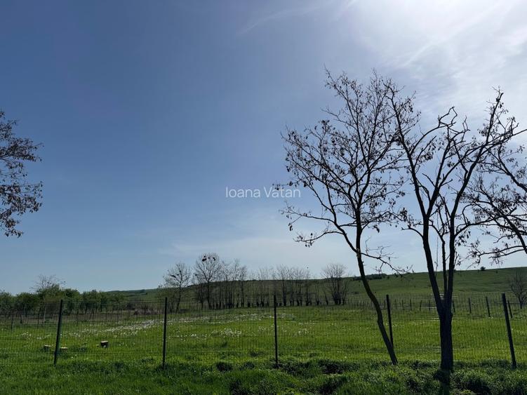 Propietar, vand teren 1508 mp Ianova  - 5