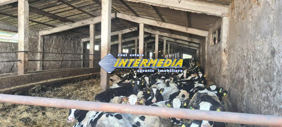 Ferma de vanzare in apropiere de Alba Iulia - 11