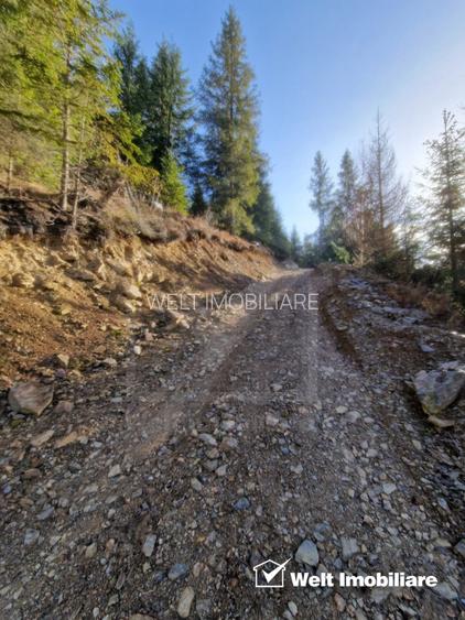 Se vinde teren cat un munte in Apuseni - Poiana Horea - 13