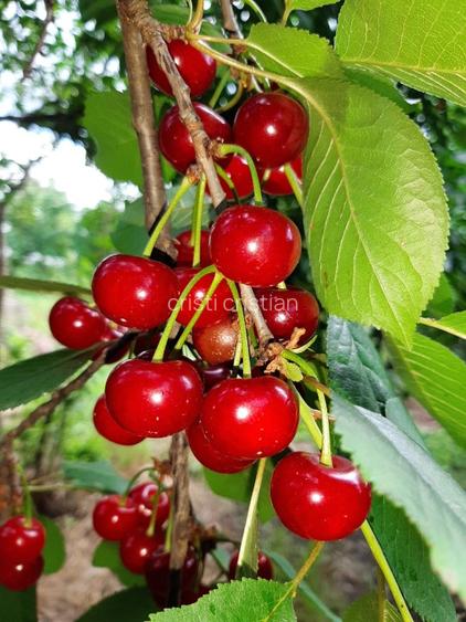 De vânzare casă cu teren aproape de București în comuna Vărăști.  - 8