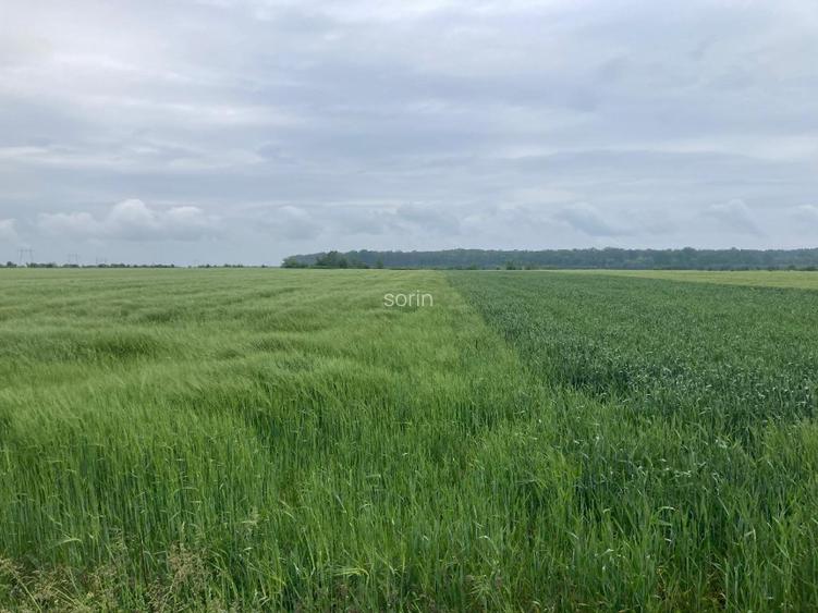 Vand teren intravilan in Sabareni, jud Giurgiu - 6