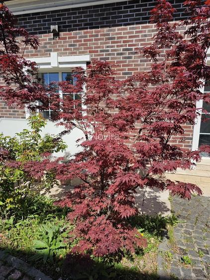 Casă spațioasă de închiriat cu curte amenajată și facilități complete - 41