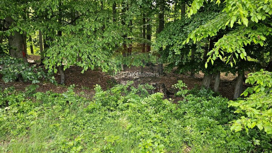 Teren Ilisesti  7000mp extravilan/ DN 17, Suceava - 32