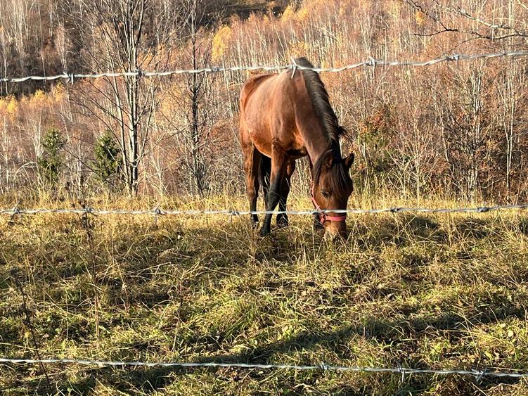 Teren ideal recreere/conectare cu natura/zona Fagaras/achitare in rate