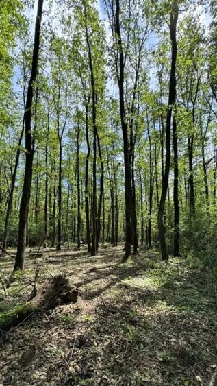 Teren Corbeanca- Darza -deschidere la Padurea Valea Mocanului intre 5 si 38 ha