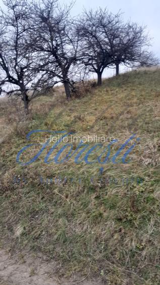 Teren intravilan,  3450 mp, front 23 m, lungime 150 m in Borhanci - 4