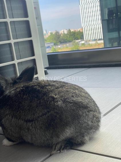 Babu's Luxury Apartement at Novum Politehnica Iuliu Maniu! - 17