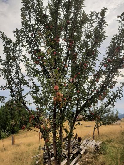 Casa individuala cu teren zona Paltinis - 18
