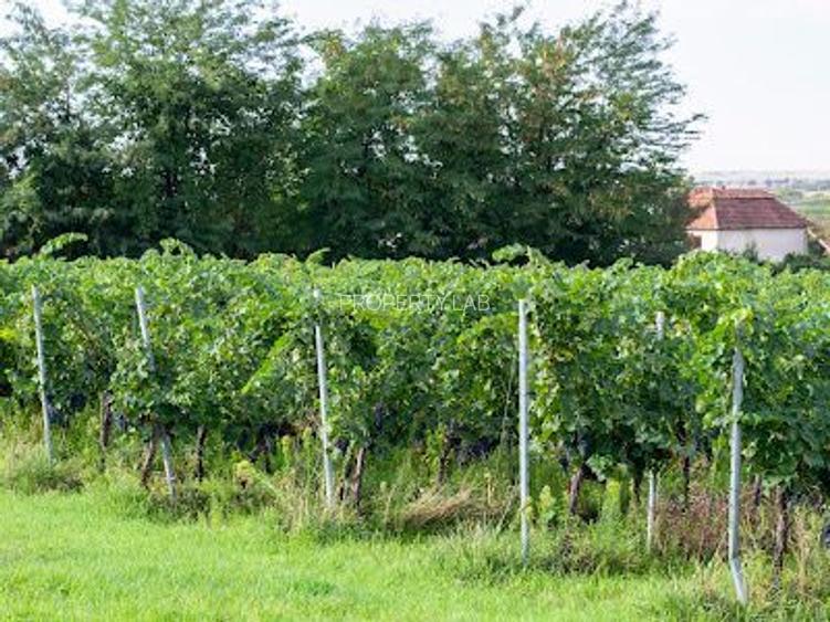 Pivnițele Birăuaș D.O.C Miniș - RATE FĂRĂ DOBÂNDĂ - 46